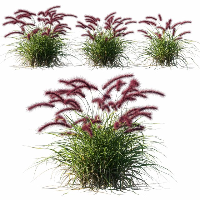 Purple fountain grass 3D Model .c4d .max .obj .3ds .fbx .stl .blend