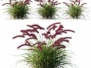 Purple fountain grass 3D Model