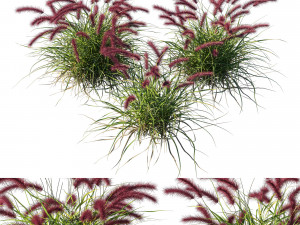 Purple fountain grass 3D Model