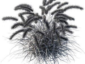 Purple fountain grass 3D Model