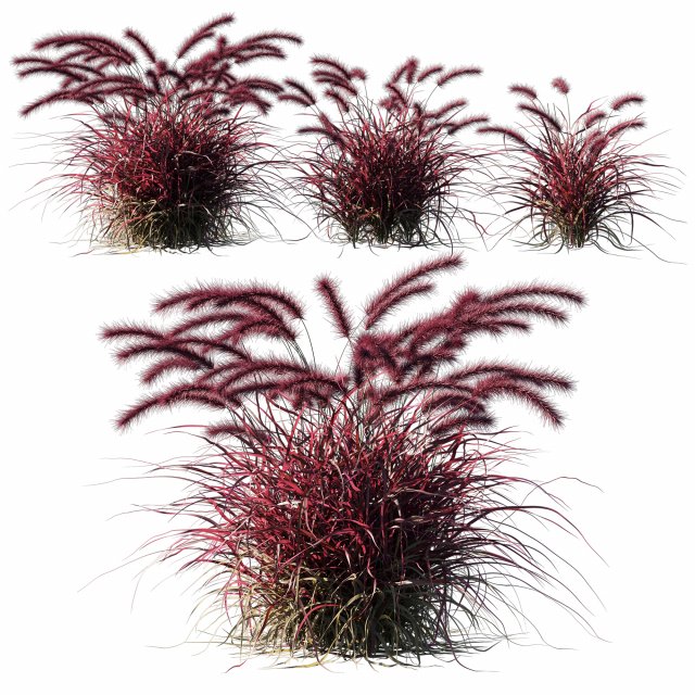 Purple fountain grass 02 3D Model .c4d .max .obj .3ds .fbx .stl .blend 
