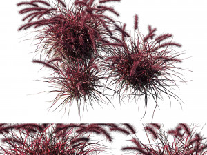 Purple fountain grass 02 3D Model
