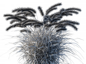 Purple fountain grass 02 3D Model