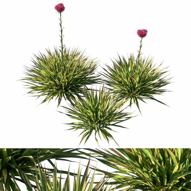 Doryanthes ExcelsaGymea Lily 02 3D-Modell .c4d .max .obj .3ds .fbx .stl .blend 