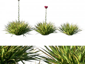 Doryantes ExcelsaGymea Лілія 02 3D Модель