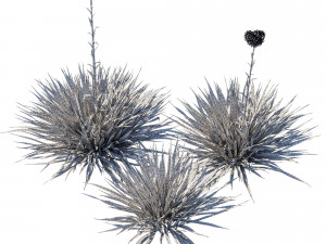 Doryanthes ExcelsaGymea Lily 02 3D-Modell