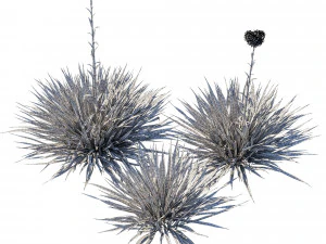 Doryantes ExcelsaGymea Лілія 02 3D Модель