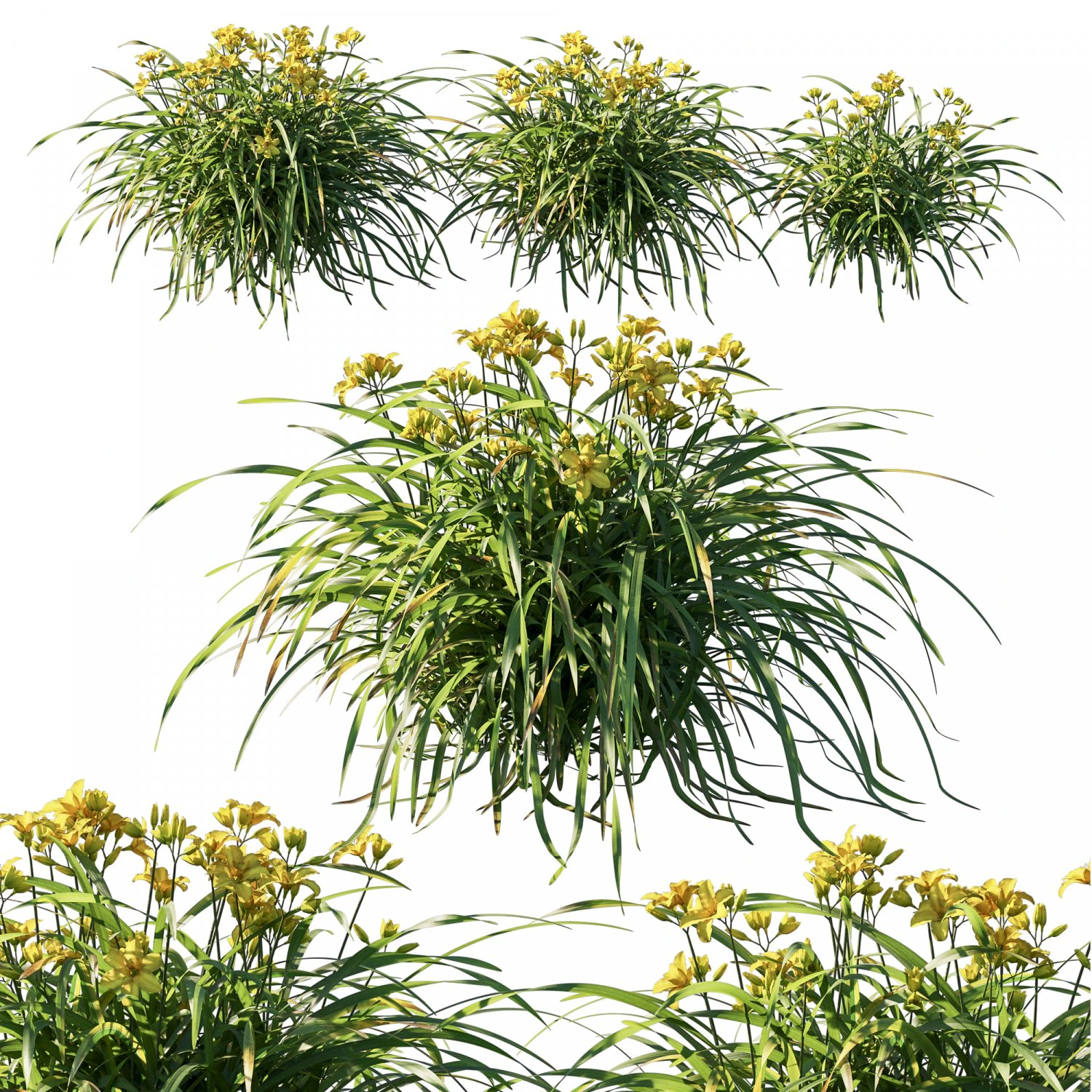 H&eacute;m&eacute;rocalles jaunes Modèle 3D .c4d .max .obj .3ds .fbx .stl .blend 