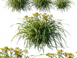 Hemerocallis жовтий 3D Модель