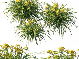 Hemerocallis yellow 3D मॉडल