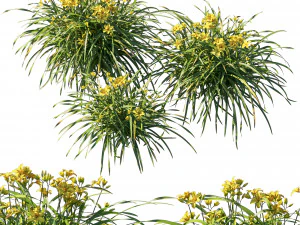 H&eacute;m&eacute;rocalles jaunes Modèle 3D