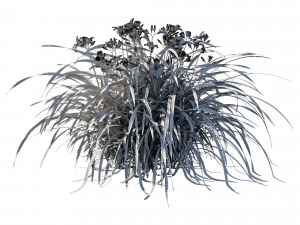 H&eacute;m&eacute;rocalles jaunes Modèle 3D