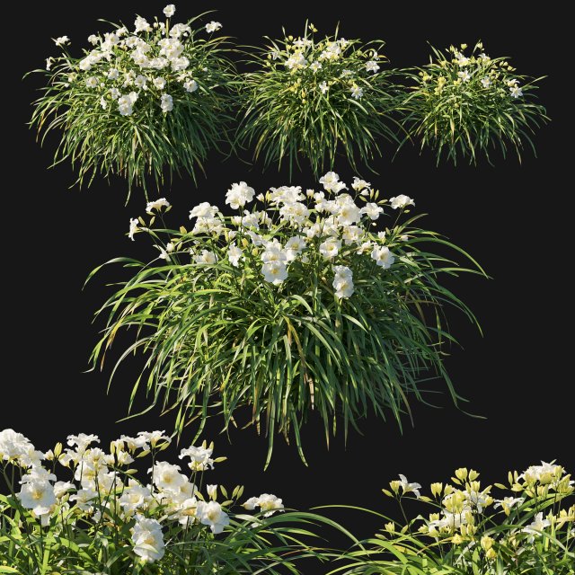 Hemerocallis Arctic Snow Modelo 3D .c4d .max .obj .3ds .fbx .stl .blend 