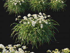 Hemerocallis Arctic Snow 3D Модель