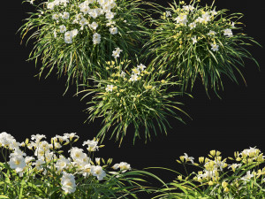 Hemerocallis Arctic Snow Modelo 3D