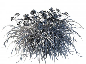 Hemerocallis Neve &Aacute;rtica Modelo 3D