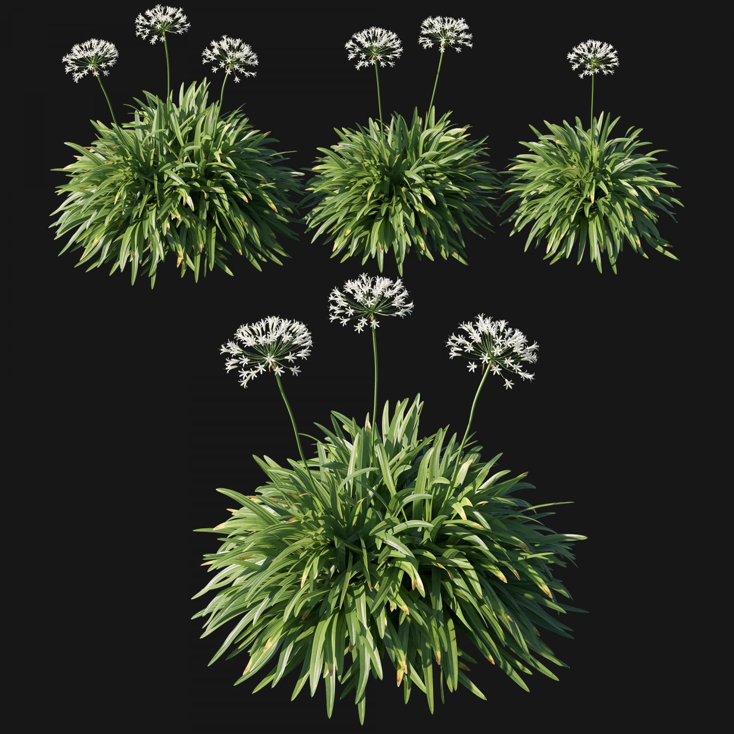 Agapanthus africanus Alvo Modelo 3D .c4d .max .obj .3ds .fbx .stl .blend 