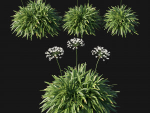 Agapanthus africanus Albus 3D मॉडल