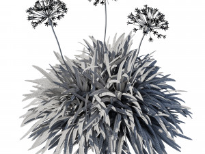 Agapanthus africanus Albus Modello 3D