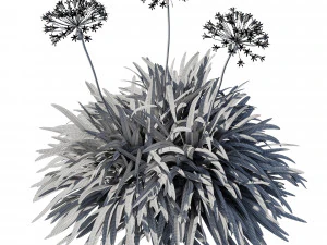 Agapanthus africanus Alvo Modelo 3D