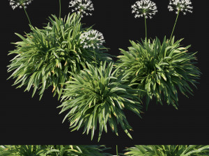 Agapanthus africanus Albus Modello 3D
