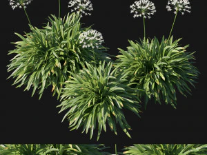 Agapanthus africanus Alvo Modelo 3D