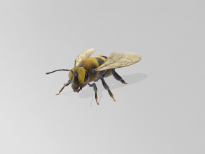 bee Model 3D