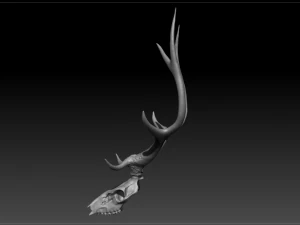 deer scull 3D Model