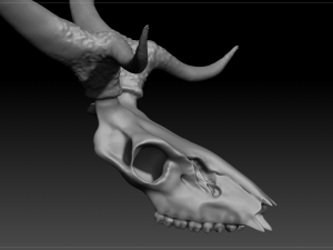 deer scull 3D Model