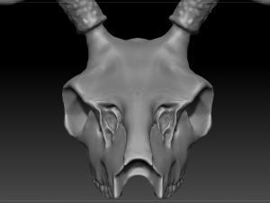 deer scull 3D Model