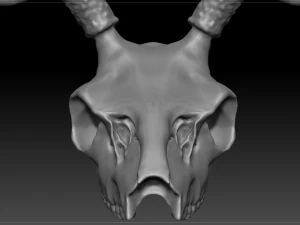 deer scull 3D Model