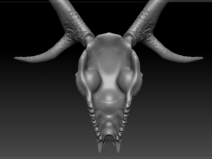 deer scull 3D Model