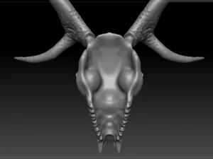 deer scull 3D Model