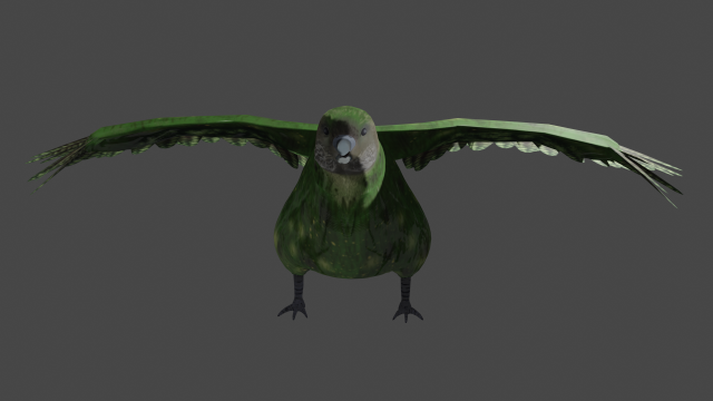 kakapo 3D-Modell .c4d .max .obj .3ds .fbx .stl .blend 