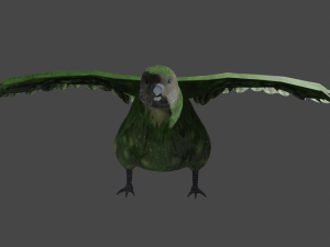 kakapo Model 3D