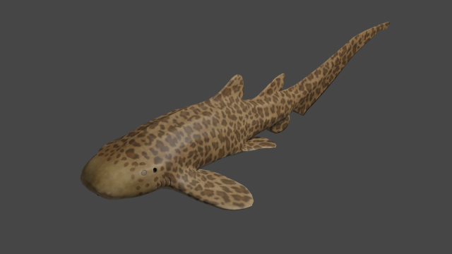 zebra shark Modèle 3D .c4d .max .obj .3ds .fbx .stl .blend 