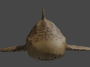 zebra shark Modèle 3D