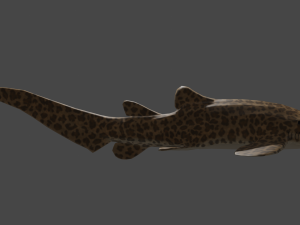 zebra shark Modèle 3D