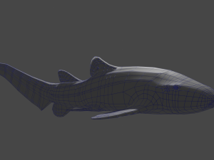 zebra shark Modèle 3D
