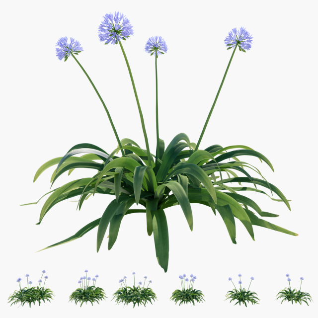 Agapanthus blooming blue 3D Model .c4d .max .obj .3ds .fbx .stl .blend 