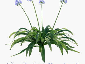 Agapanthus blooming blue 3D Model
