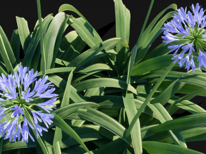 Agapanthus blooming blue 3D Model
