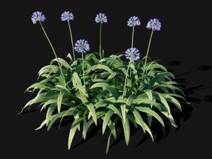 Agapanthus blooming blue 3D Model