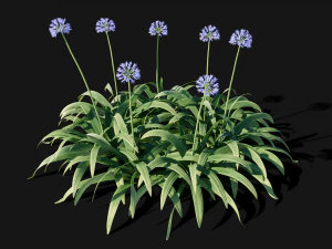 Agapanthus blooming blue 3D Model