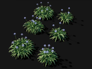 Agapanthus blooming blue 3D Model