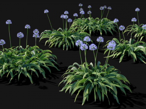 Agapanthus blooming blue 3D Model