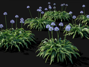 Agapanthus blooming blue 3D Model