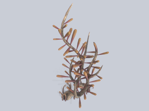 Fantasy plant 3D Модель