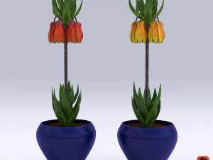 fritillaria imperialis 3D 模型