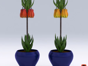 फ्रिटिलारिया इम्पीरियलिस 3D मॉडल